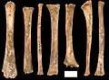 Burial 14 - Long bones of two children showing intentional removal of extremities and possible bite marks.