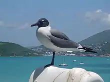 Adult at St. Thomas, Virgin Islands (definitive alternate plumage)