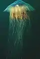 Lion's mane jellyfish with full threads visible