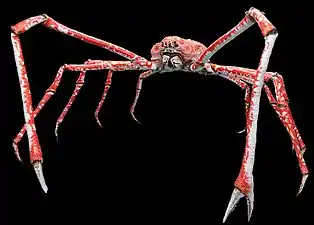 The Japanese spider crab has the longest leg span of any arthropod, reaching 5.5 metres (18&nbsp;ft) from claw to claw.