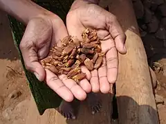 Dried Mahua flowers, a edible forest product, are a rich source of energy.