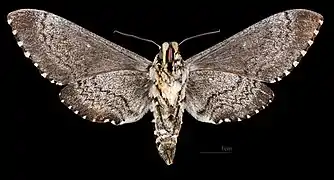 Female - △ Ventral side