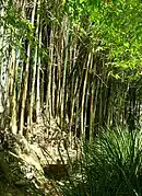 Bamboo