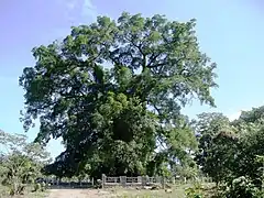 The “Millennium Tree” at Balete Park in Brgy. Quirino in Maria Aurora, Aurora province, Philippines.