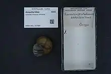 A museum specimen of a Lanistes intortus shell with vouchers