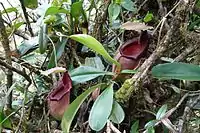 Lower pitchers of N.&nbsp;carunculata, which is often treated as a synonym