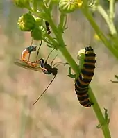Parasitoid wasp (Ichneumonidae) and its host, a cinnabar moth larva, in which it has just laid an egg