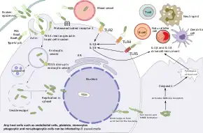 Diagram showing the pathogenesis of melioidosis