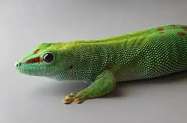 Image 18Phelsuma grandisPhotograph: H. KrispPhelsuma grandis  is a species of day gecko that lives in Madagascar. Found in a wide range of habitats, it can measure up to  30 centimetres (12&nbsp;in) in length.More selected pictures