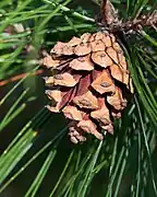 A mature cone on P.&nbsp;henryi at the Arnold Arboretum