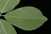 Underside of leaf