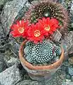 Rebutia minuscula var. minuscula (syn. R.&nbsp;krainziana)