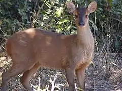 Reddish-brown cervid