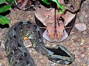 B. nasicornis held captive with a Gaboon Viper (Bitis gabonica)