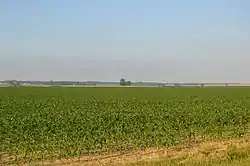 Cornfields near Poseyville