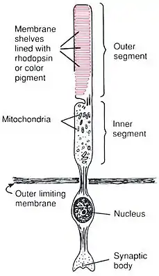 Anatomy of a Rod CellHuman Physiology and Mechanisms of Disease by Arthur C. Guyton (1992) .mw-parser-output cite.citation{font-style:inherit;word-wrap:break-word}.mw-parser-output .citation q{quotes:"\"""\"""'""'"}.mw-parser-output .citation:target{background-color:rgba(0,127,255,0.133)}.mw-parser-output .id-lock-free a,.mw-parser-output .citation .cs1-lock-free a{background:url("//upload.wikimedia.org/wikipedia/commons/6/65/Lock-green.svg")right 0.1em center/9px no-repeat}.mw-parser-output .id-lock-limited a,.mw-parser-output .id-lock-registration a,.mw-parser-output .citation .cs1-lock-limited a,.mw-parser-output .citation .cs1-lock-registration a{background:url("//upload.wikimedia.org/wikipedia/commons/d/d6/Lock-gray-alt-2.svg")right 0.1em center/9px no-repeat}.mw-parser-output .id-lock-subscription a,.mw-parser-output .citation .cs1-lock-subscription a{background:url("//upload.wikimedia.org/wikipedia/commons/a/aa/Lock-red-alt-2.svg")right 0.1em center/9px no-repeat}.mw-parser-output .cs1-ws-icon a{background:url("//upload.wikimedia.org/wikipedia/commons/4/4c/Wikisource-logo.svg")right 0.1em center/12px no-repeat}.mw-parser-output .cs1-code{color:inherit;background:inherit;border:none;padding:inherit}.mw-parser-output .cs1-hidden-error{display:none;color:#d33}.mw-parser-output .cs1-visible-error{color:#d33}.mw-parser-output .cs1-maint{display:none;color:#3a3;margin-left:0.3em}.mw-parser-output .cs1-format{font-size:95%}.mw-parser-output .cs1-kern-left{padding-left:0.2em}.mw-parser-output .cs1-kern-right{padding-right:0.2em}.mw-parser-output .citation .mw-selflink{font-weight:inherit}ISBN&nbsp;0-7216-3299-8 p. 373