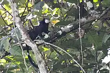 Adult Mottled-face Tamarin on a tree branch with young on its back, near Mitú, Colombia