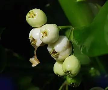 White fruit of S.&nbsp;taccada with persistent calyx lobes