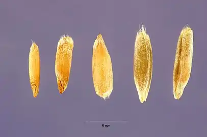 Different types of grains