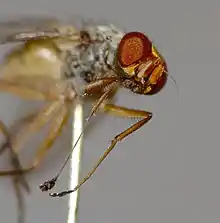 male secondary sexual characteristics