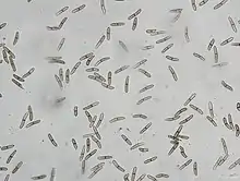 Conidia of Stenocarpella maydis