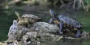 Texas cooter (Pseudemys texana) and red-eared slider (Trachemys scripta), Colorado River, Travis County (12 April 2012)