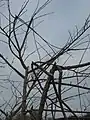 Storm damage, UK
