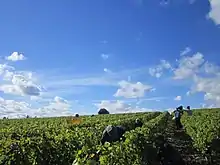 Hand harvest in Vouvray