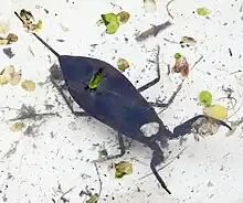 Water scorpion