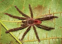 Adult male Y.&nbsp;gamba