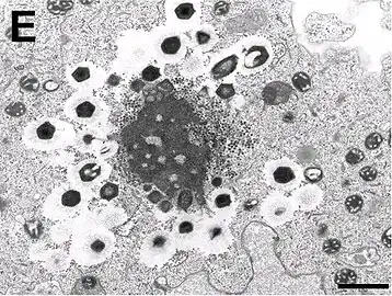 Electron micrograph of virus factory in an amoeba co-infected with Zamilon and Mont1 (scale bar: 0.1&nbsp;μm)