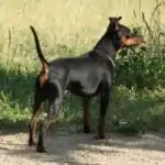 Black Miniature Pinscher, uncropped ears and tail about 4.1&nbsp;kg